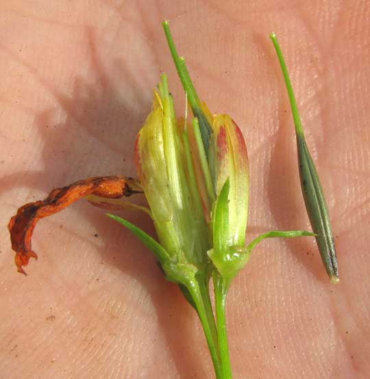 Yellow Cosmos, COSMOS SULPHUREUS, dissected flower