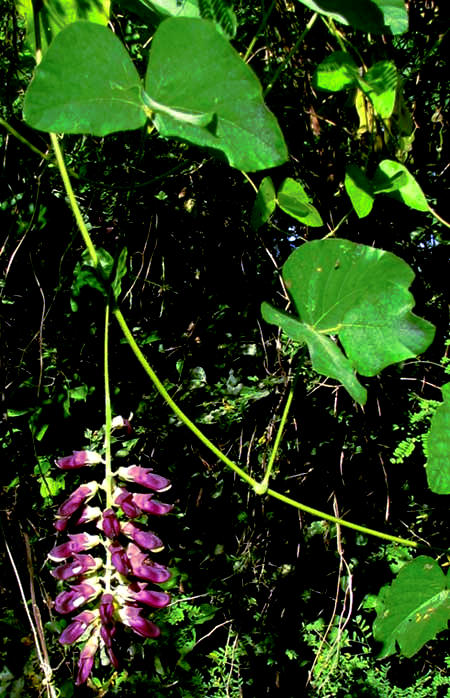 Pica-pica, MUCUNA PRURIENS, flowers