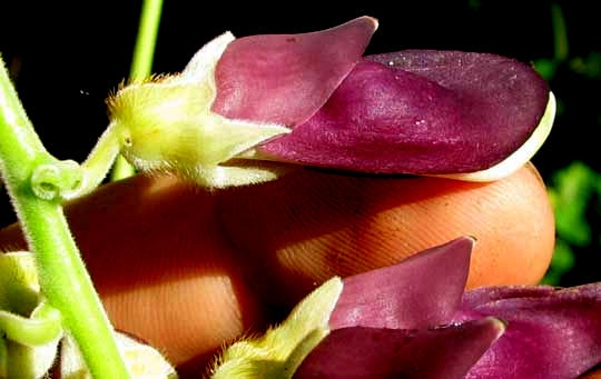 Pica-pica, MUCUNA PRURIENS, flower