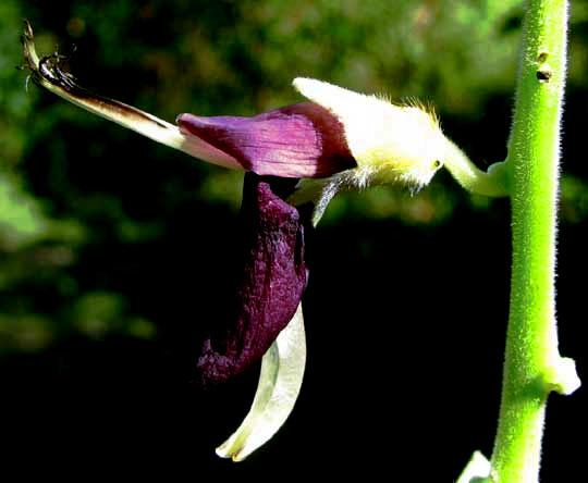 Pica-pica, MUCUNA PRURIENS, flower