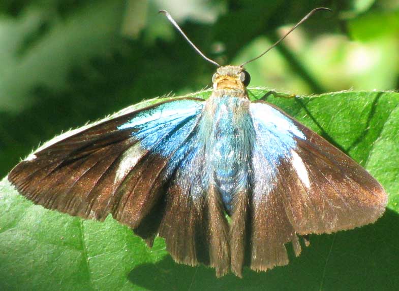 Gilbert's Flasher, ASTRAPTES ALECTOR HOPFFERI