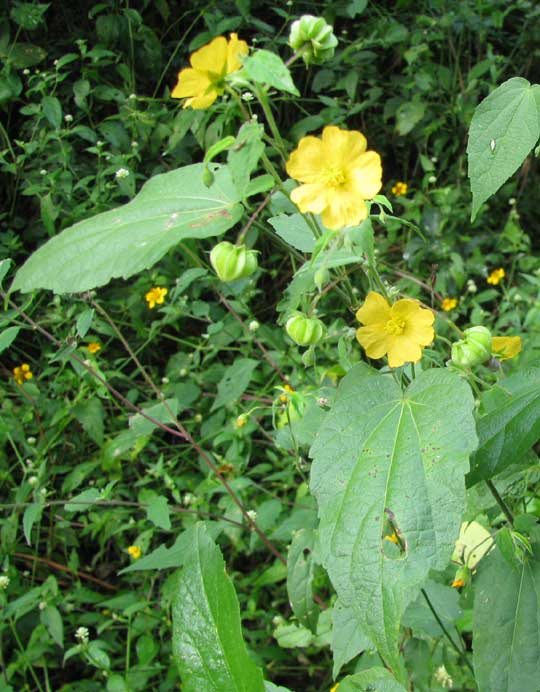 Bladder Mallow, HERISSANTIA CRISPA