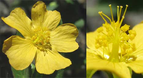 Bladder Mallow, HERISSANTIA CRISPA, flower