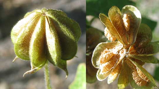 Bladder Mallow, HERISSANTIA CRISPA, fruiting head