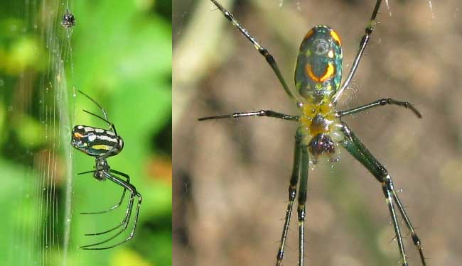 Venusta Orchard Weaver, LEUCAUGE VENUSTA