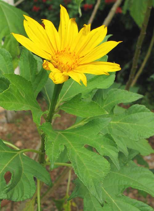 Giant Mexican Sunflower, TITHONIA DIVERSIFOLIA, flower and leaves