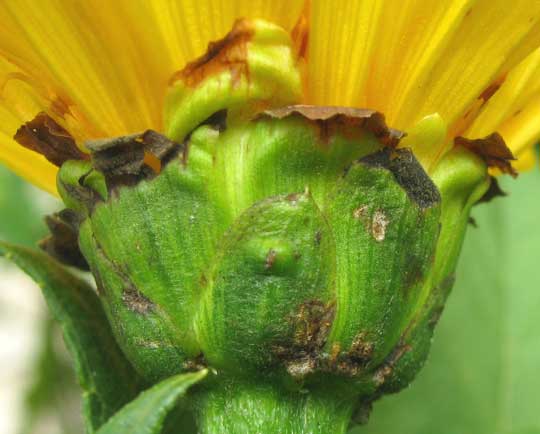 Giant Mexican Sunflower, TITHONIA DIVERSIFOLIA, involucral bracts