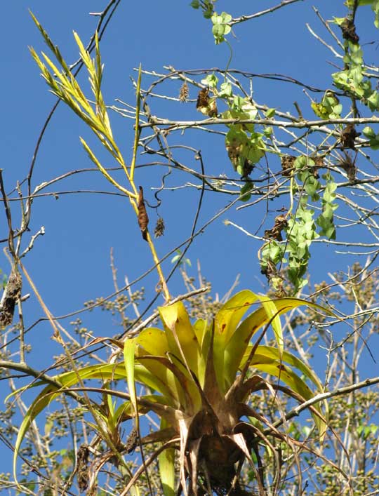 TILLANDSIA ELONGATA