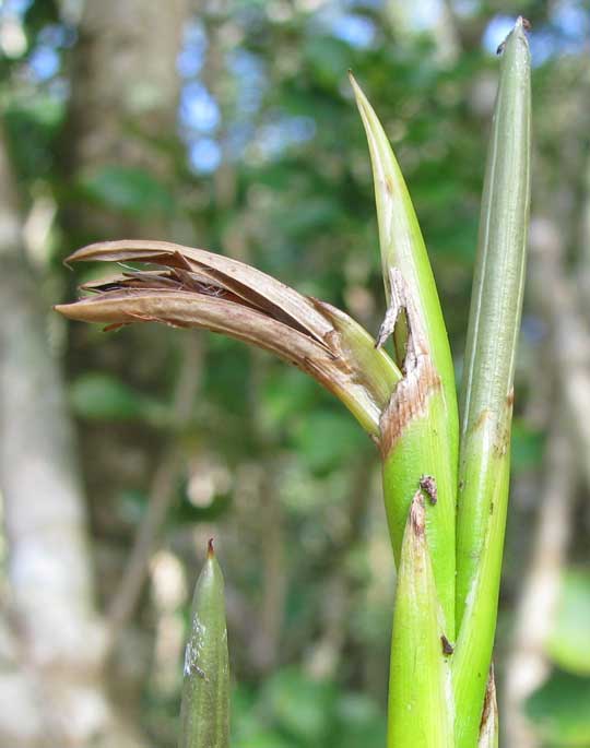 TILLANDSIA ELONGATA, fruit capsule