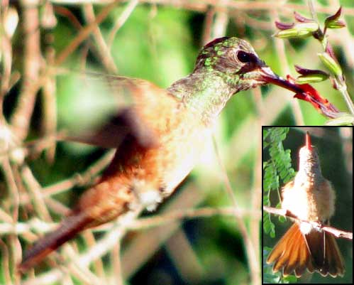  Buff-bellied Hummingbird, AMAZILIA YUCATANENSIS