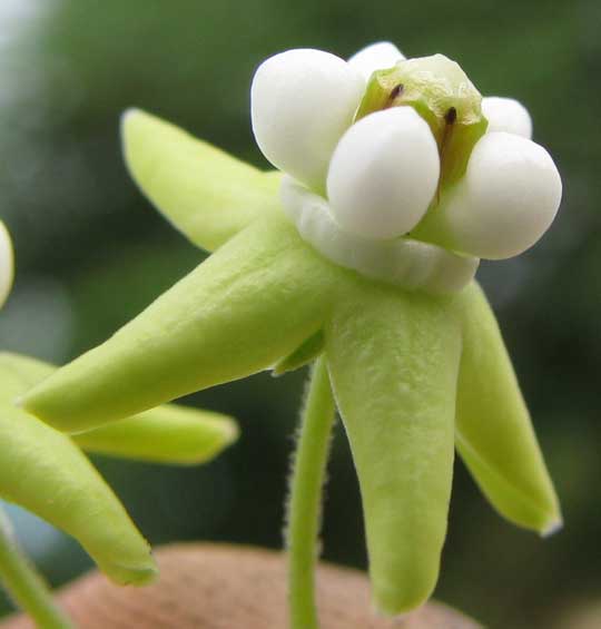 FUNASTRUM BILOBUM, flower