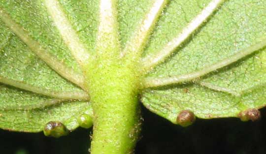 leaf glands on HELIOCARPUS GLANDULIFEROUS