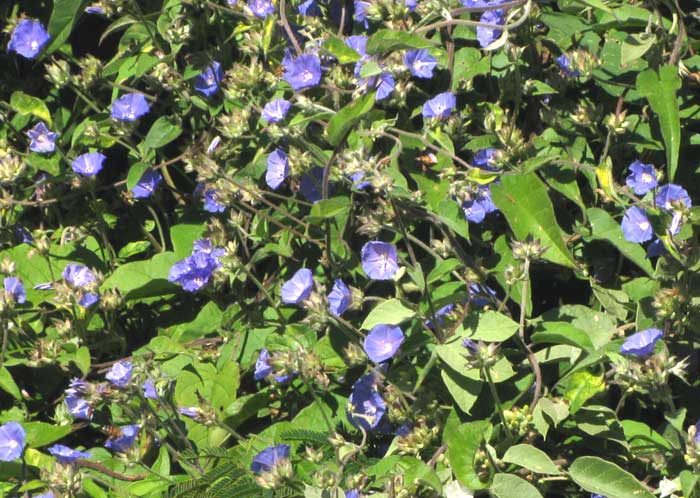 JACQUEMONTIA SPHAEROSTIGMA