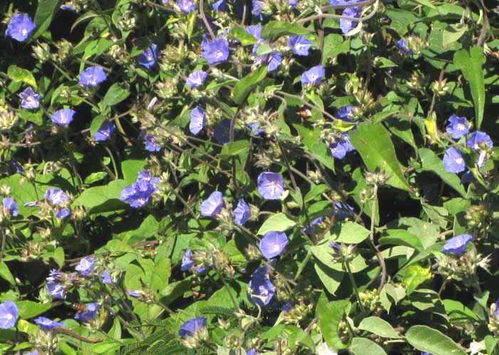 Blue Jacquemontia, JACQUEMONTIA TAMNIFOLIA