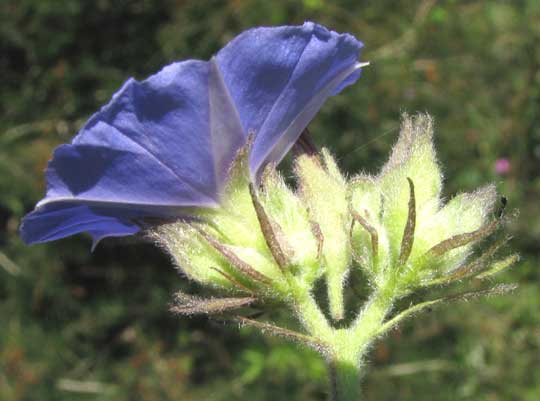 Blue Jacquemontia, JACQUEMONTIA TAMNIFOLIA, inflorescence