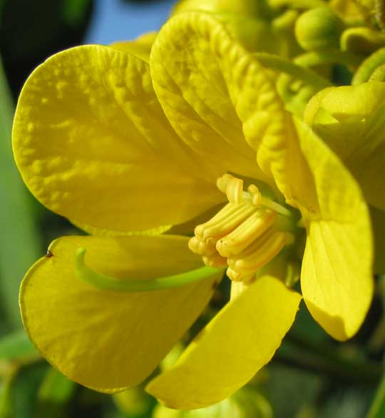 Limestone Senna, SENNA RACEMOSA, flower