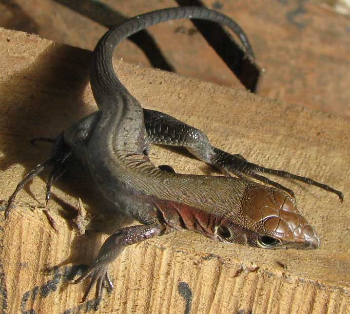 Rainbow Ameiva, AMEIVA UNDULATA