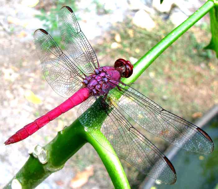 Carmine Skimmer, ORTHEMIS DISCOLOR