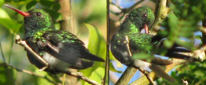 Canivet's Emerald, CHLOROSTILBON CANIVETII