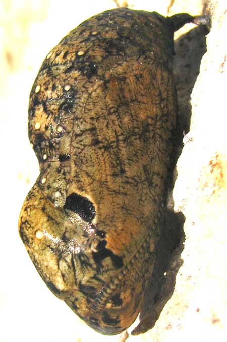 Blomfild's Beauty, SMYRNA BLOMFILDIA, pupa