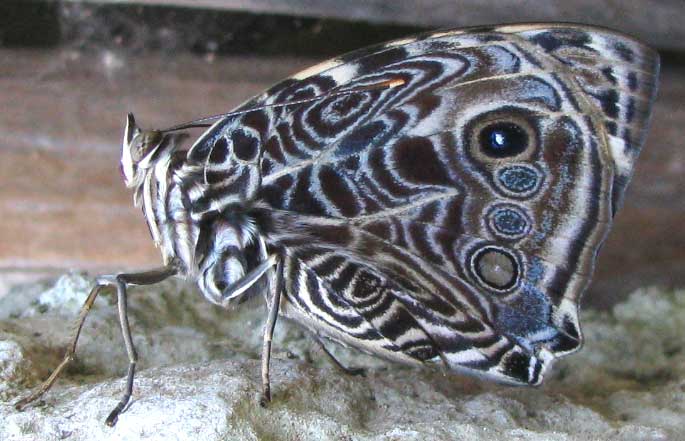 Blomfild's Beauty, SMYRNA BLOMFILDIA, newly emerged female