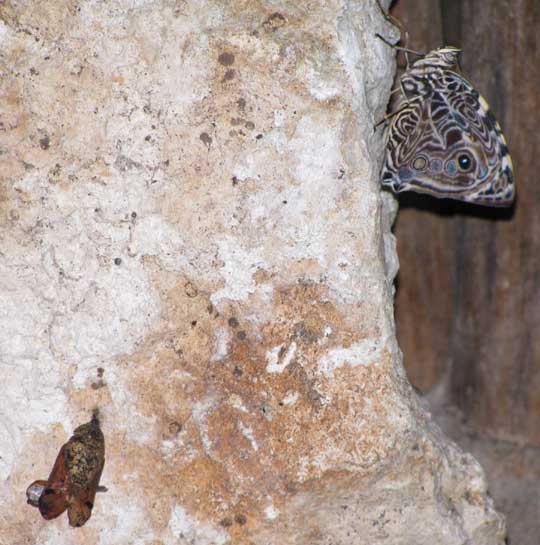 Blomfild's Beauty, SMYRNA BLOMFILDIA, newly emerged female beside abandoned chrysalis shell