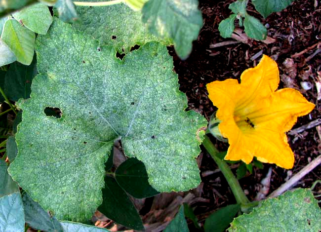 SQUASH FLOWERS & FRUITS