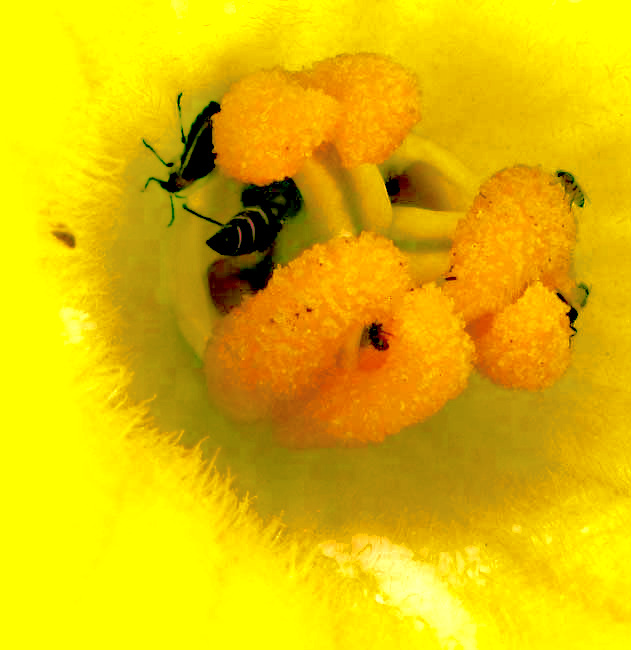 SQUASH FLOWER