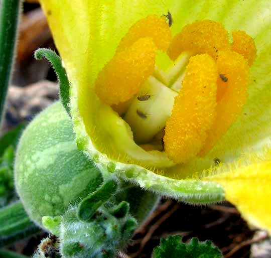 SQUASH FLOWER longitudinal section