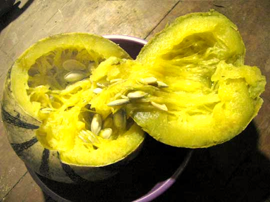 COOKED GLOBE SQUASH, CUCURBITA PEPO