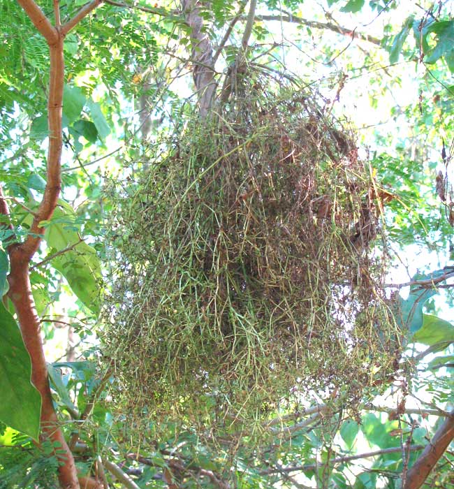 WITCHES'-BROOM ON PHILODENDRON