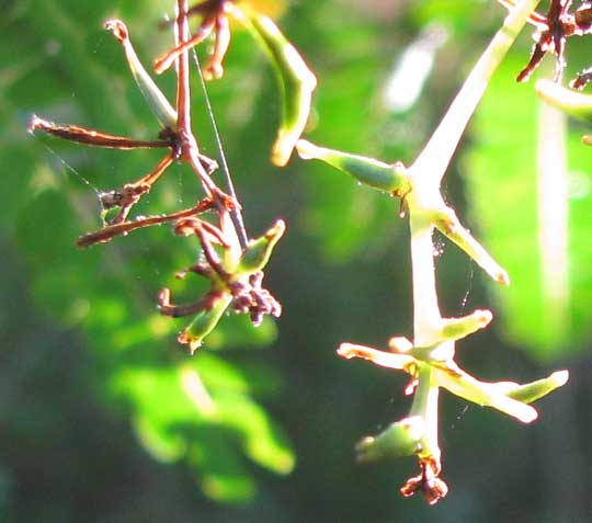 WITCHES'-BROOM ON PHILODENDRON, close-up