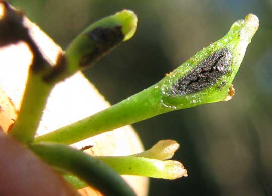 WITCHES'-BROOM ON PHILODENDRON, close-up of twig tips