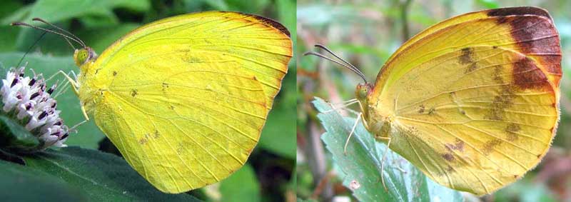 Dina Yellow, PYRISITIA DINA