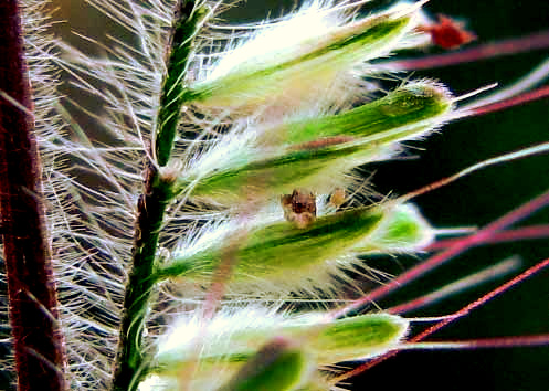 OPLISMENUS BURMANNII, spikelets