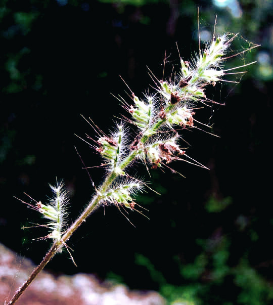 OPLISMENUS BURMANNII, inflorescence