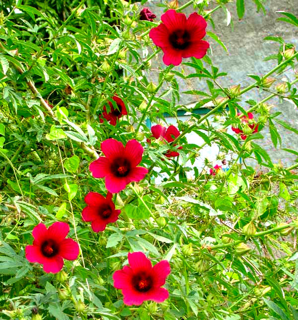 Kenaf, HIBISCUS CANNABINUS