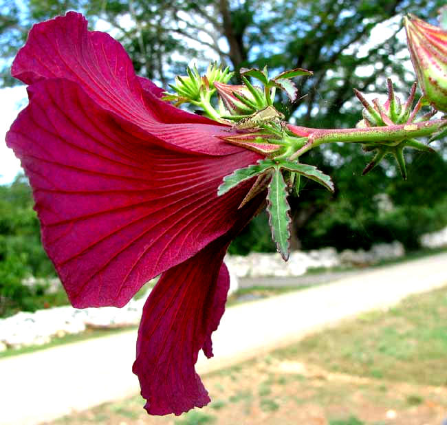 Kenaf, HIBISCUS CANNABINUS, flower