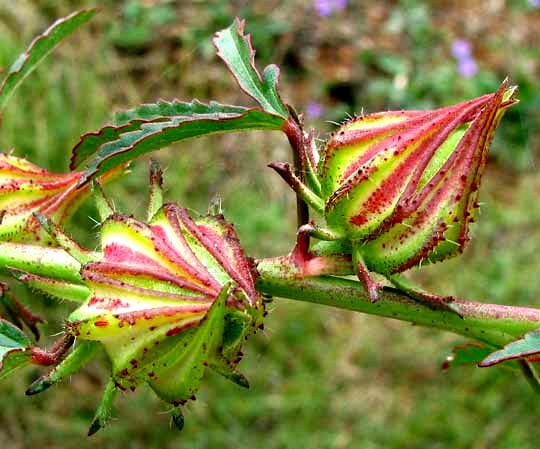 Kenaf, HIBISCUS CANNABINUS