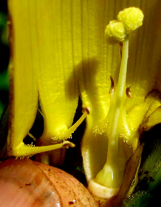 MERREMIA TUBEROSA, flower