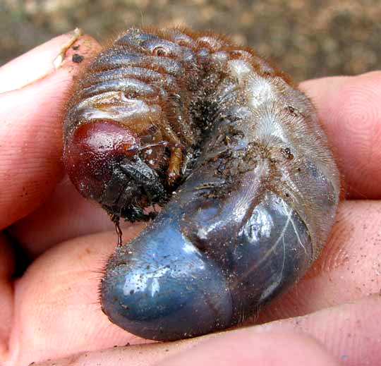 Rhinoceros Beetle grub, cf. STRATEGUS ALOEUS