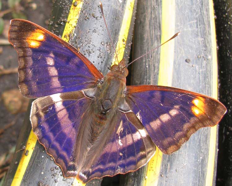 Pavon Emperor, DOXOCOPA PAVON