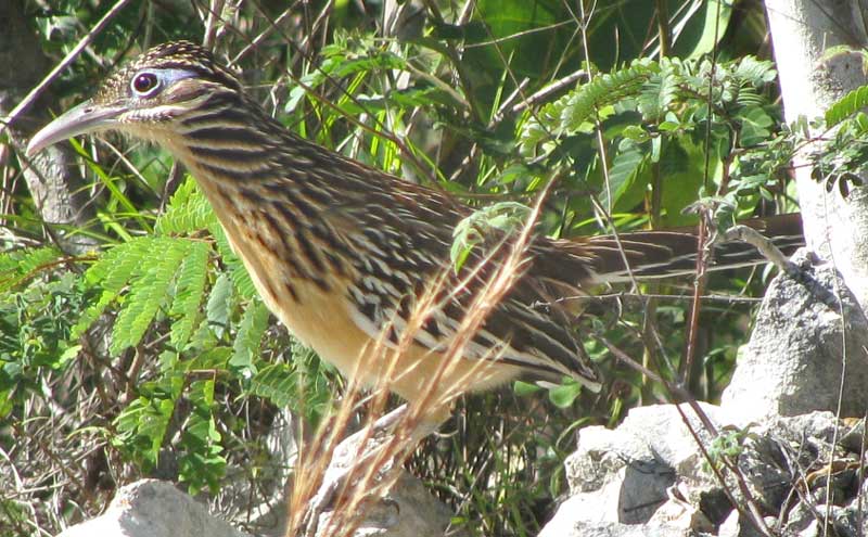 Lesser Roadrunner, GEOCOCCYX VELOX