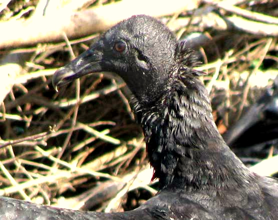 Black Vulture, Coragyps atratus, showing ear holes