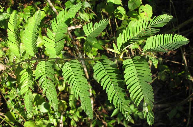 Jointvetch, AESCHYNOMENE FASCICULARIS