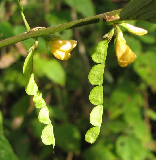 Jointvetch, AESCHYNOMENE FASCICULARIS, loments and flowers