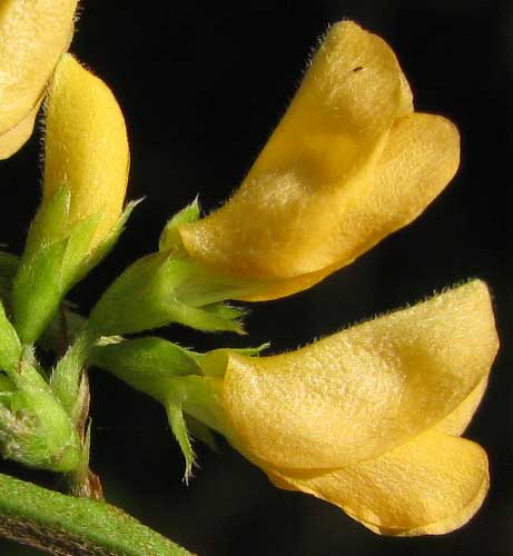 Jointvetch, AESCHYNOMENE FASCICULARIS, flowers