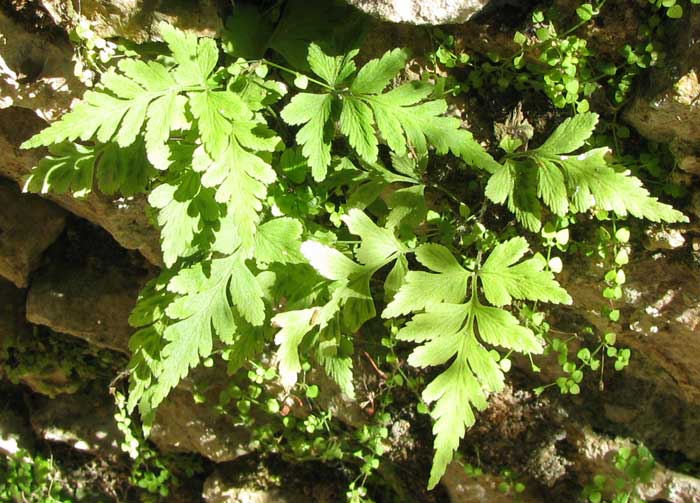 Triangle Spleenwort or Hairy Spleenwort, ASPLENIUM PUMILUM