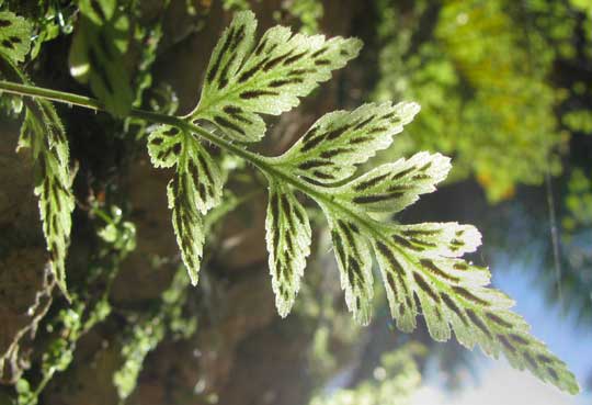 Triangle Spleenwort or Hairy Spleenwort, ASPLENIUM PUMILUM, sori