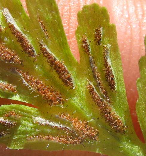 Triangle Spleenwort or Hairy Spleenwort, ASPLENIUM PUMILUM, sori